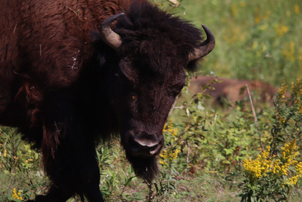 bison