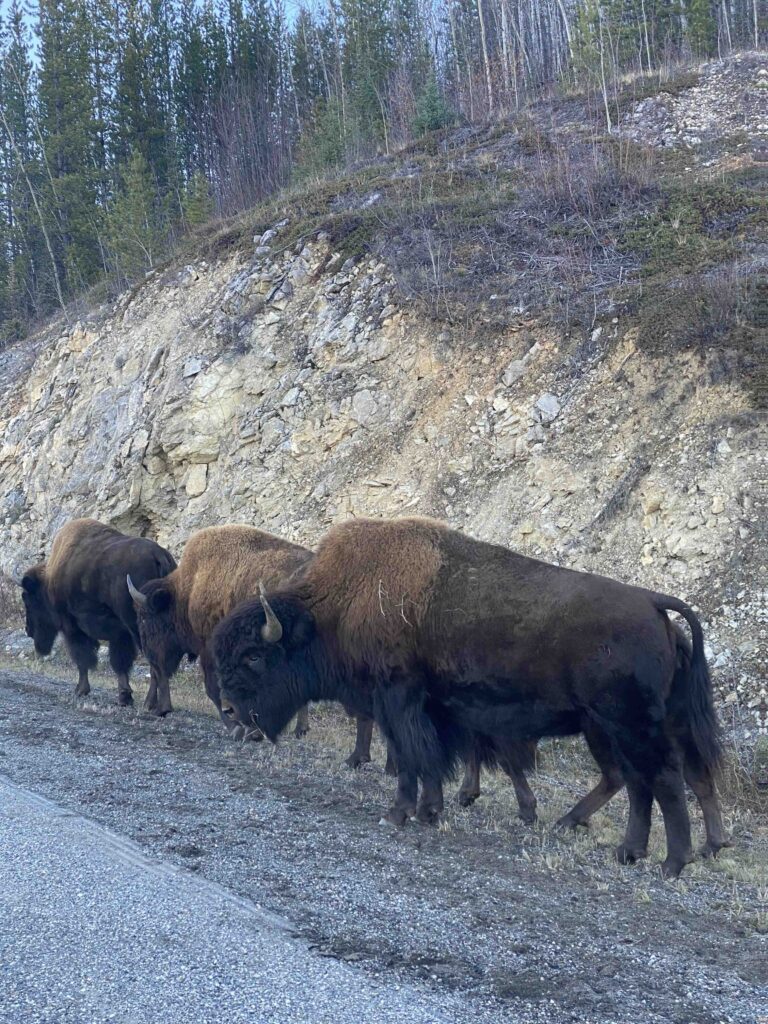Bisons
